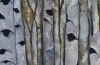 Autumn Birch