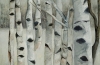 Birch Impressions