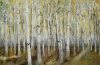 Birch Forest~Autumn