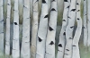 Birch Forest~Spring