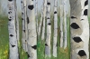 Birch Forest~Summer