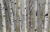 Birch and Aspens