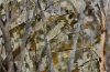 Detail 2~Surreal Forest