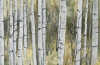 Forest Light