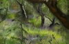 Lush Forest
