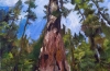 Redwoods1