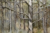 Spirited Forest