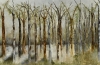Spring Forest