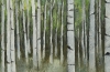 Summer Birch