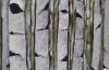 Summer Birch 2
