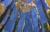 Taos Trees