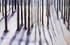 Through Tall Pines