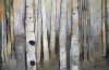 Through the Aspens~Autumn