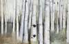 Through the Aspens~Spring