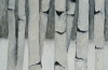 Winter Birch