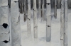 Winter Birch Forest