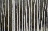 Young Birch Forest