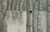 Birch Conversations