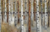 Brilliant Forest