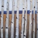 autumn-aspens.jpg